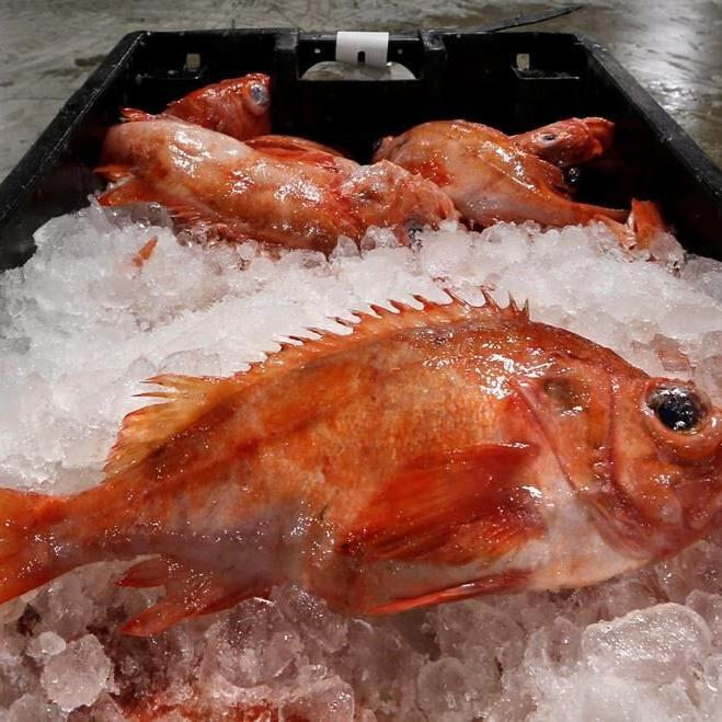 Conservation group, some fishers question redfish quota in Gulf of St. Lawrence